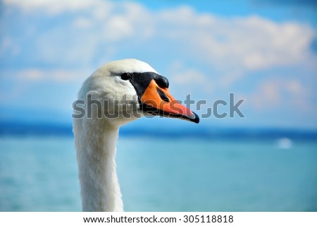 white swan bird on the beach with blue sky and clouds behind