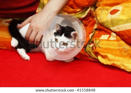 Cat after operation with Elizabethan collar focused on its eyes