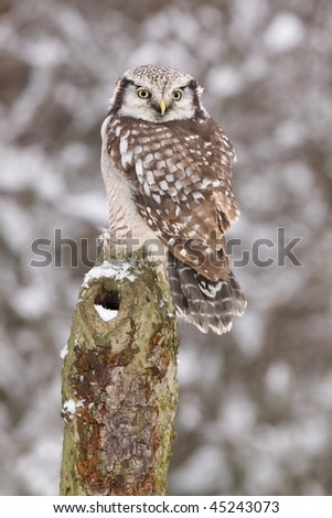 Northern Hawk owl  /Surnia ulula/ sitting its back towards you