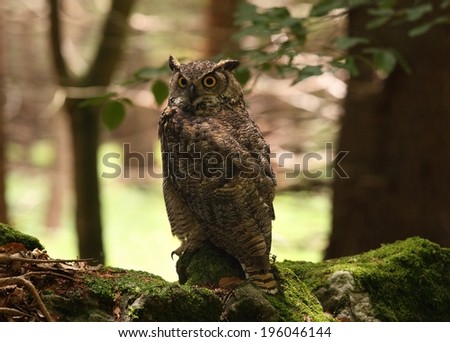 Great horned owl /Bubo virginianus/, known as the tiger owl, front view