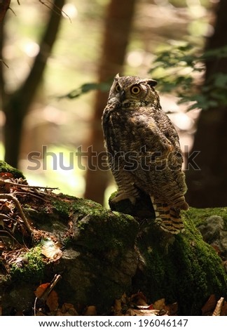 Great horned owl /Bubo virginianus/, known as the tiger owl, side view