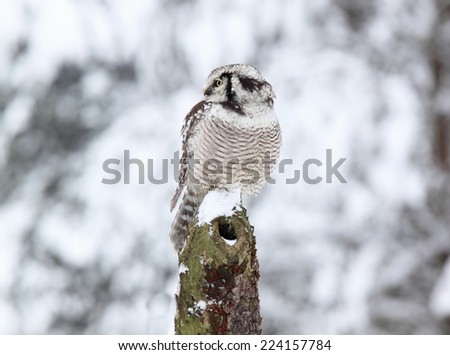 Northern hawk owl lat. Surnia ulula  in winter