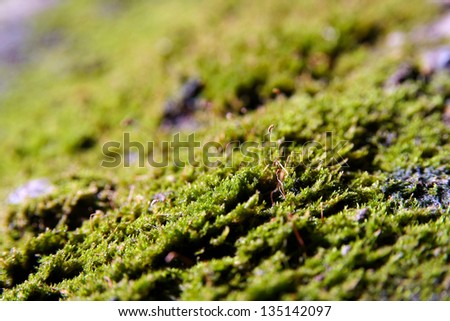 Green wet moss on the ground as a background