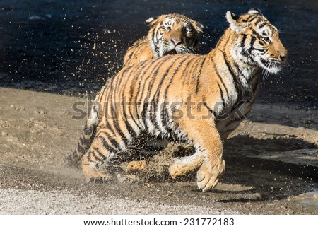 One young tiger runs after the other - playing in the water in Harbin Tiger Park