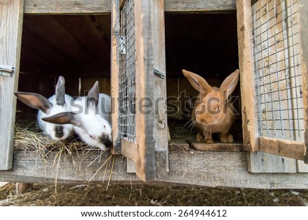 rabbits in cages at a farm