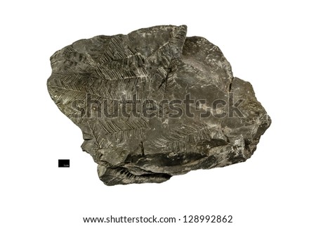 Leaf fossil printed on shale (sedimentary rock) isolated on white background with scale bar