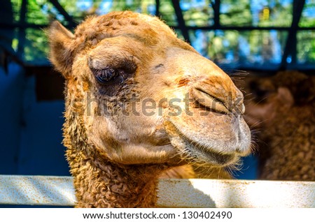 Head of the camel with open mouse and eyes