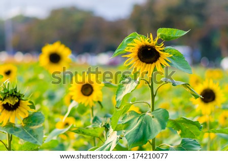 Enjoy the sun. beautiful sunflowers