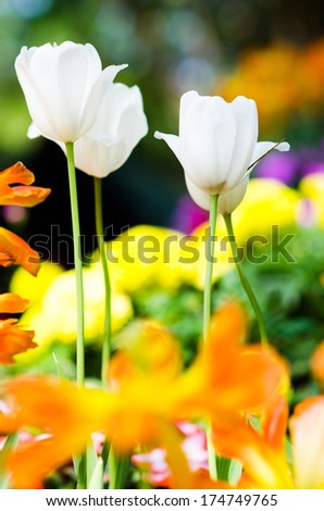 tulip. Beautiful bouquet of tulips. colorful tulips. tulips in spring sun. tulip in the field