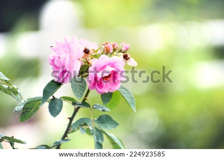 Pink rose with vintage filter effect