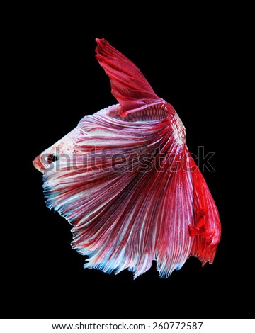 White-red betta fish, siamese fighting fish on black background