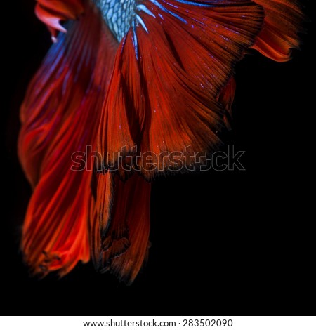 Capture the moving moment of red-blue siamese fighting fish isolated on black background.  Betta fish