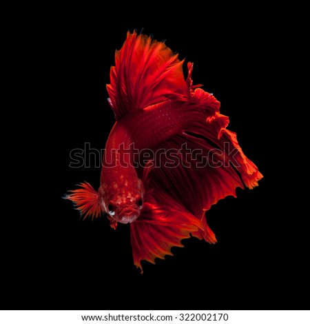 Capture the moving moment of red siamese fighting fish isolated on black background. Dumbo betta fish. High quality smartphone wallpaper.