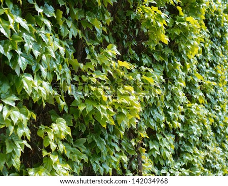 Green wall of parthenocissus tendril climbing decorative plant