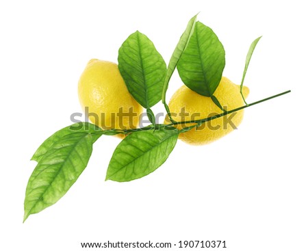 Lemon fruits on a green branch composition isolated over the white background
