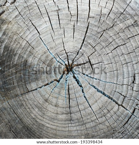 Old and dried tree\'s round cut as a background texture