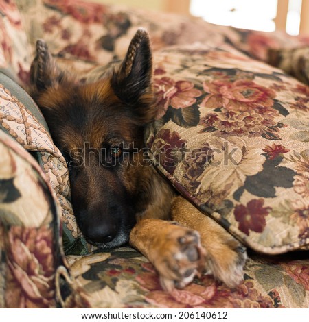 Cute german shepherd dog covered with sofa pillows