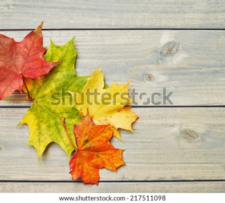 Colorful maple leaves over the painted green wooden boards as an autumn background composition