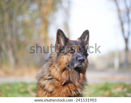 Portrait of the german shepherd dog against the autumn backdrop