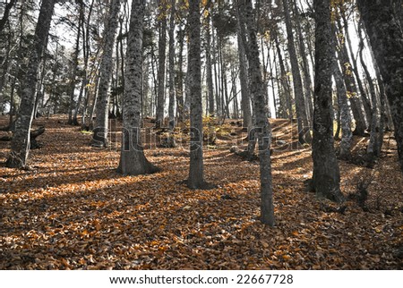 Autumn in forest under morning shine