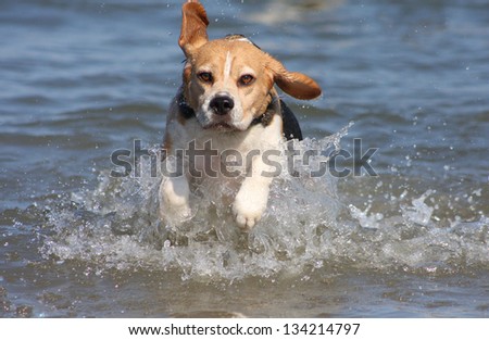 Beagle running through the water
