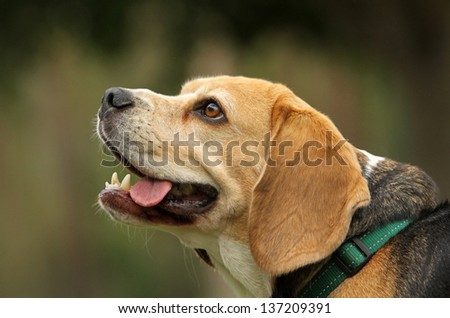 Beagle looking up with tongue out at owner