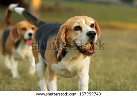 Happy beagle dogs with ball in mouth in Park