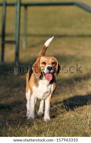 Beagle dog looking alert with tail up in park