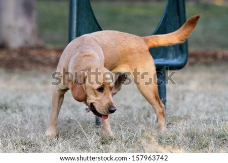 Labrador Dog Lifting His Leg to Pee