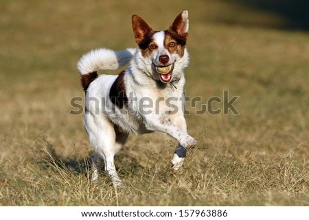 Jack Russell cross dog running and jumping in park