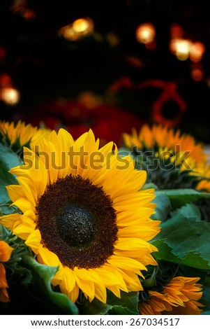 Sunflowers on flowers market in Amsterdam, Netherlands