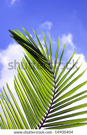 Close up of a palm frond.