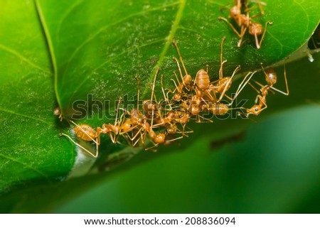 red ant teamwork in the nature,ecology of ant