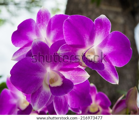 Butterfly purple orchid flower,peach Butterfly 0rchid flower blooming in the garden