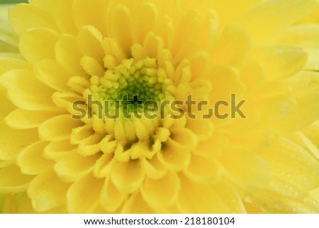 yellow chrysanthemum  flower (mum flowers) with water drop