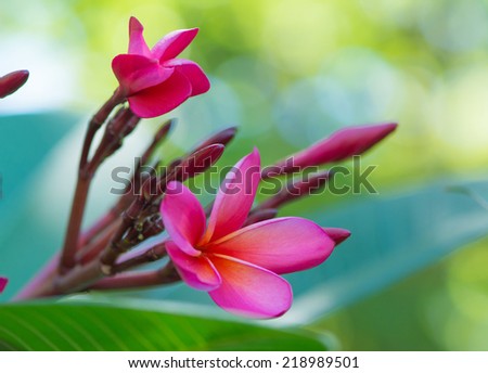 Branch of tropical pink flowers frangipani (plumeria) on dark green leaves background