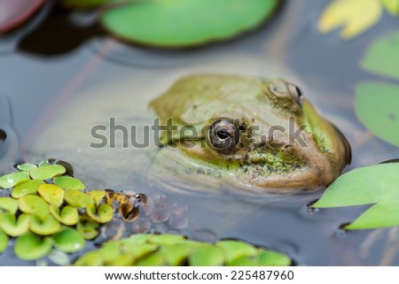 A frog is swimming in the pond