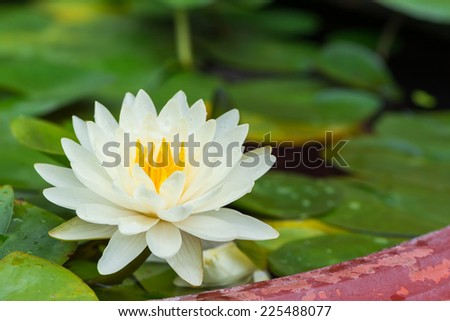 Yellow lotus blossoms or water lily flowers blooming on pond