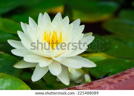 Yellow lotus blossoms or water lily flowers blooming on pond