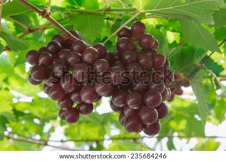 purple red grapes with green leaves on the vine. vine grape fruit plants outdoors