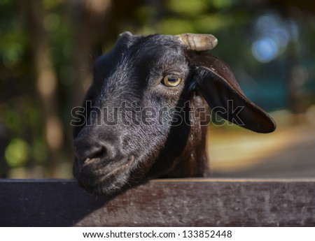 Smiling black goat