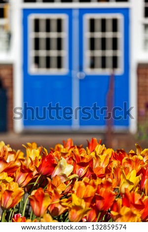 A lush bed of vibrant colored tulips set off a set of colonial style doors in Holland Michigan during the annual tulip festival