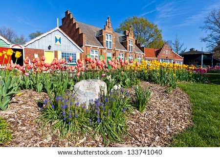 Tulips burst from the ground at Windmill Island Villiage in Holland Michigan. The gardens are vivid with color during the annual Tulip Time Festival