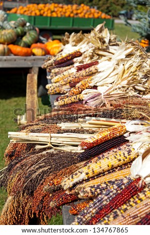 Flint Corn, sometimes known as Indian Corn or Calico Corn is bundled and loaded on a cart for shoppers to choose for their Autumn decorations. Wagons are laden with pumpkins and gourds as well.