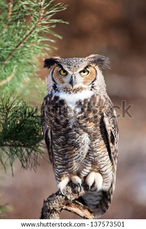 Great Horned Owl sits on a pearch and stares into the camera. Room for text above the owl.