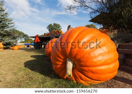 A giant pumpkin sits on the grass at a local produce farm. In the background is a farm wagon loaded with pumpkins and gourds.