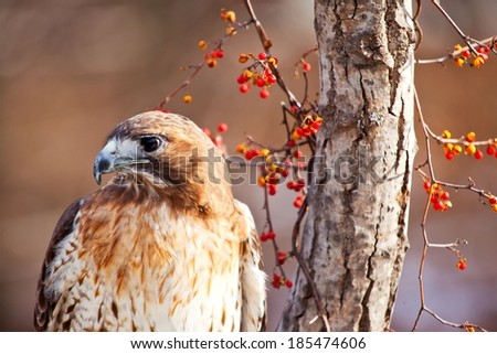 Red Tailed Hawk - Red Tailed Hawk perched on branch with red berries