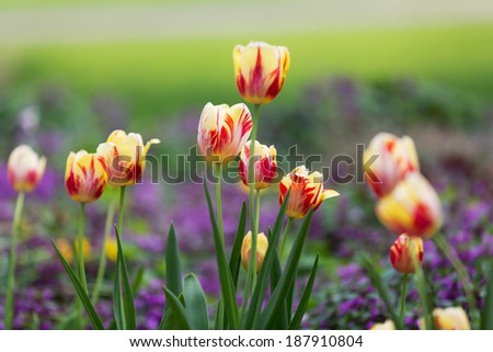 Yellow and Red  Tulips. Bright yellow tulips with red stripes are known as Rembrandt tulips and are named after the Dutch Master artist. These yellow tulips have a soft background of purple and green