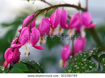 Bleeding Heart Flower (Dicentra Spectabilis) Shown in the garden and covered with rain droplets from a passing rain shower