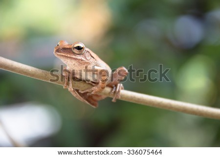 Golden Tree Frog, Common Tree Frog,Polypedates leucomystax